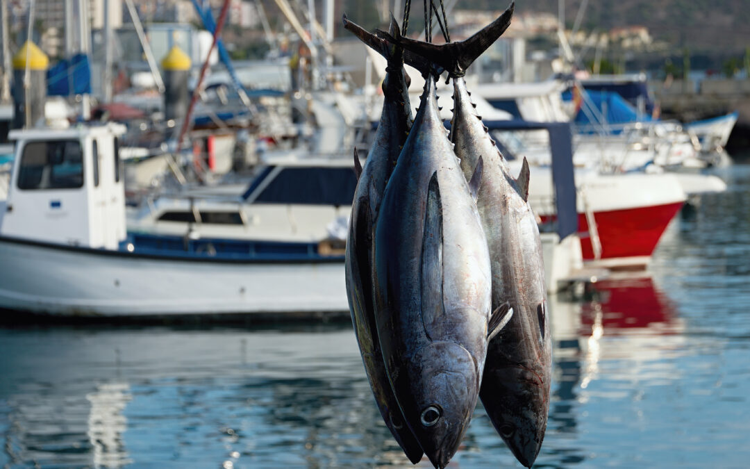 Bluefin, Yellowfin and Giants: The Complete Guide to the Montauk Tuna Fishing Season